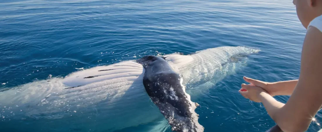 Hervey Bay’s Whale Whisperer: A Day in the Life of a Skipper